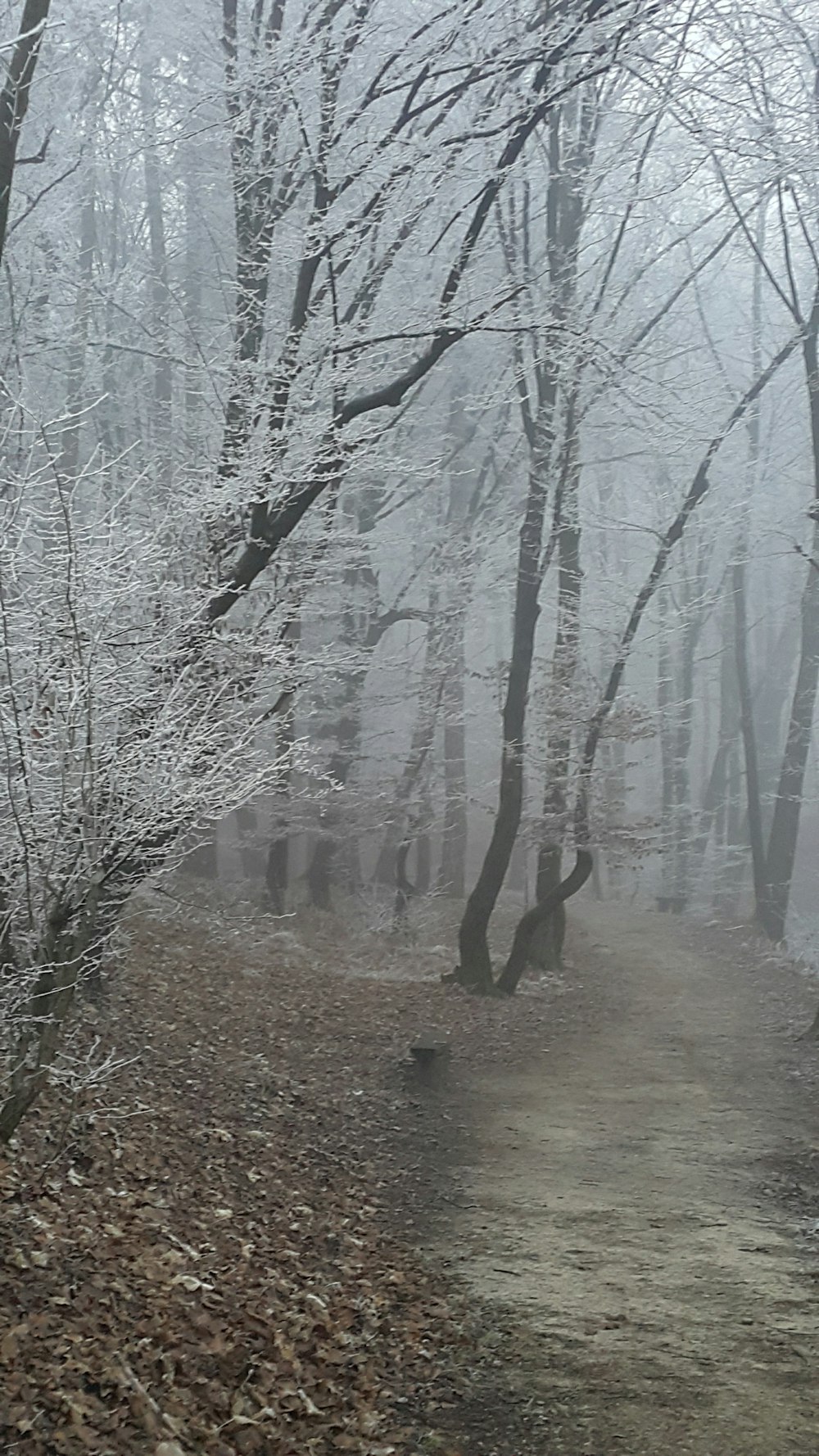 pathway near trees