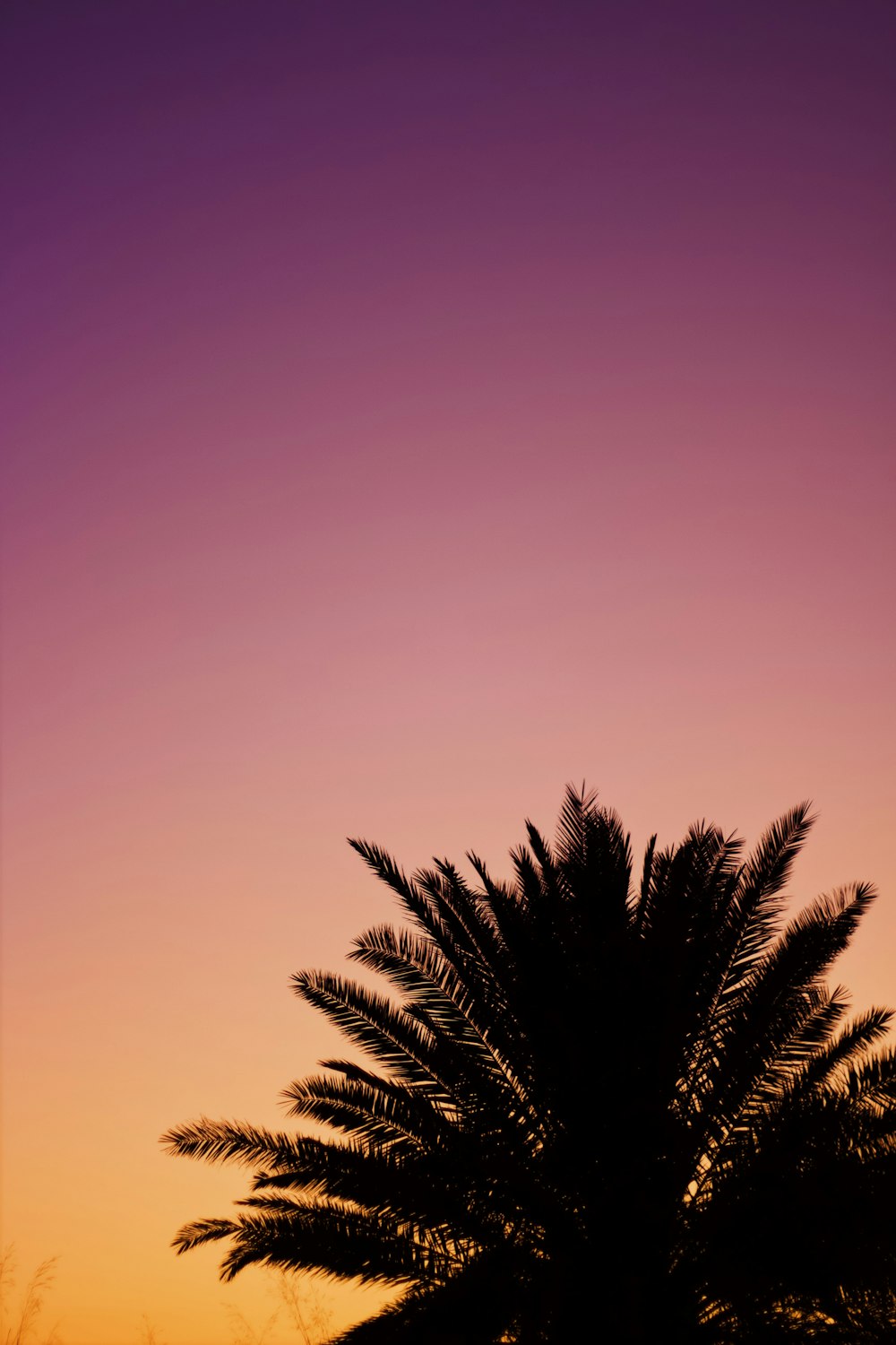 silhouette of palm tree