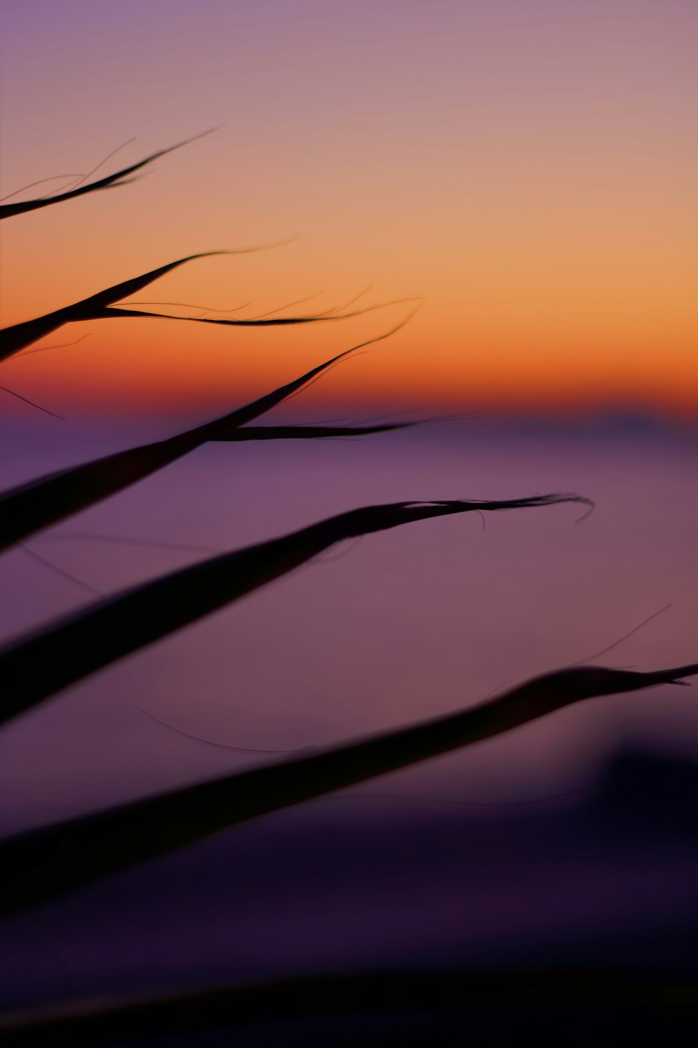 a close up of a plant with a sunset in the background