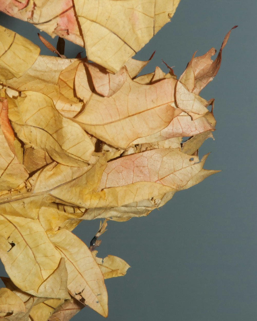 brown leafs