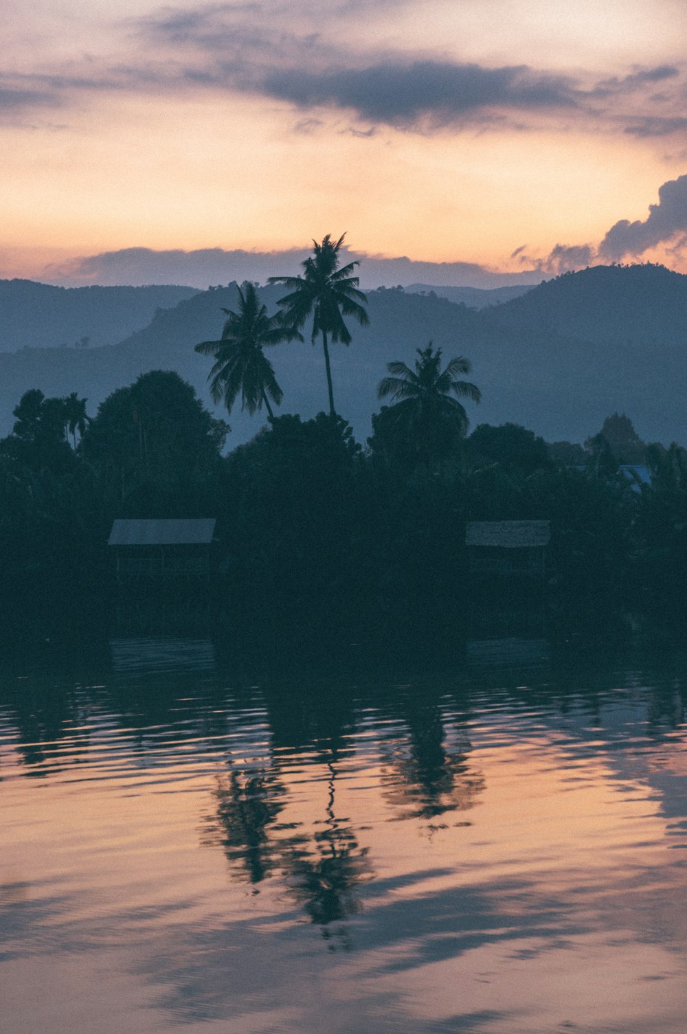 coconut trees