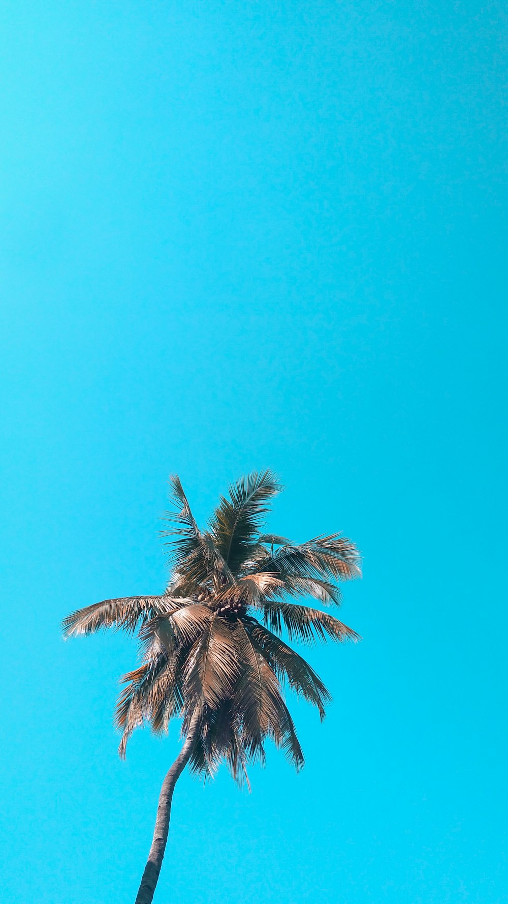 low-angle photography of a green coconut tree under a calm blue sky