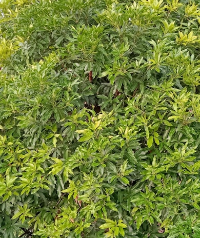 A vibrant NDVI map showcasing vegetation health over a large area.