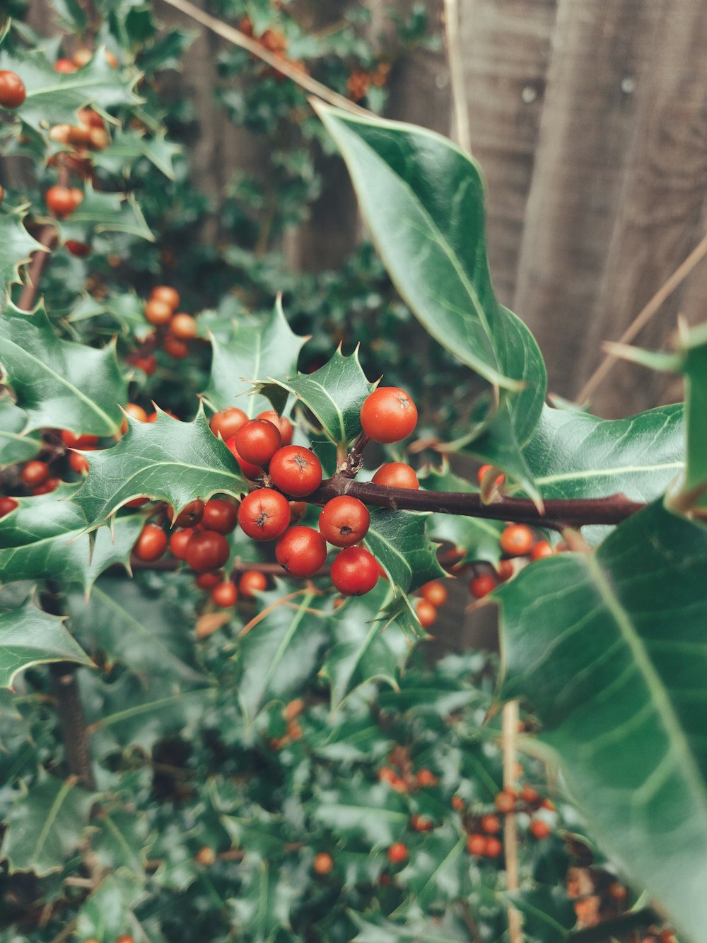 round red fruit