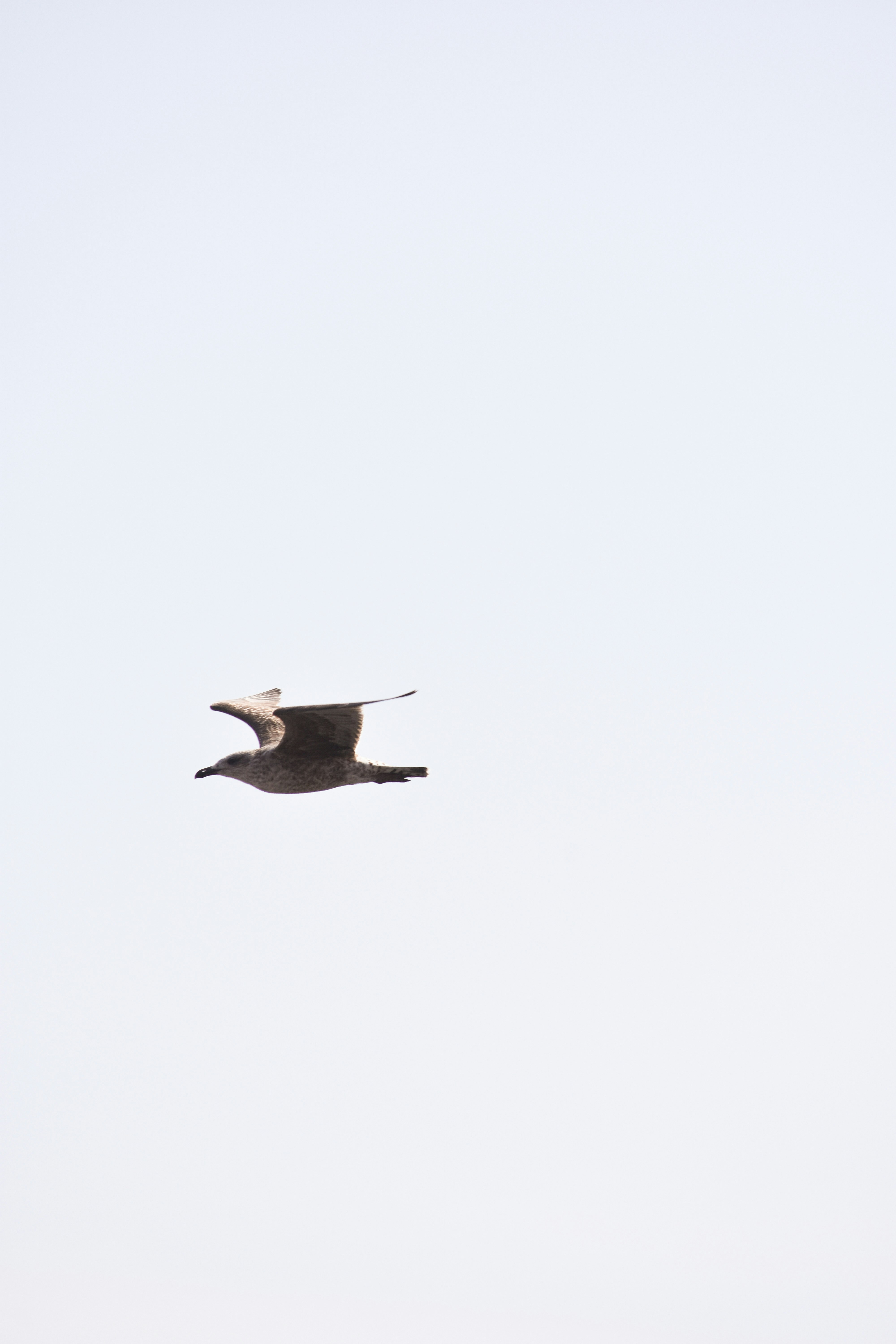 time-lapse photography of a bird in flight