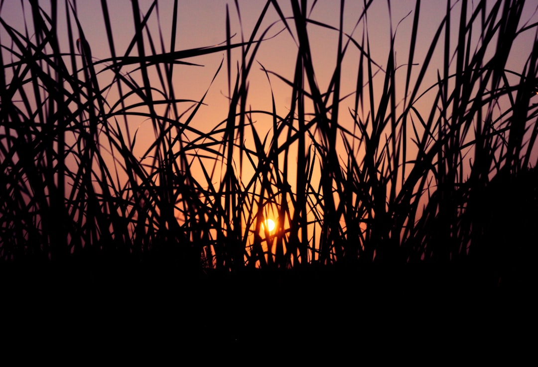 silhouette of grass during golden hour
