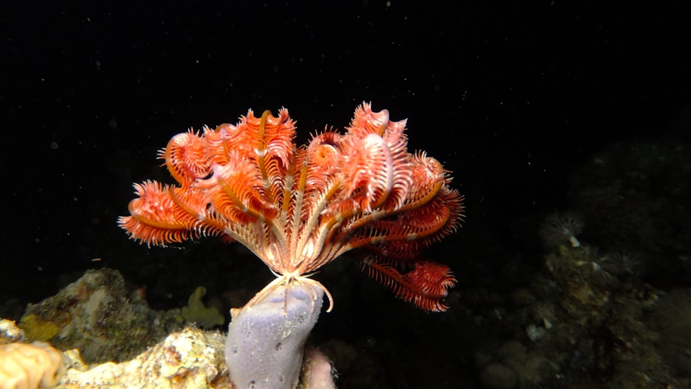 orange and white sea creature