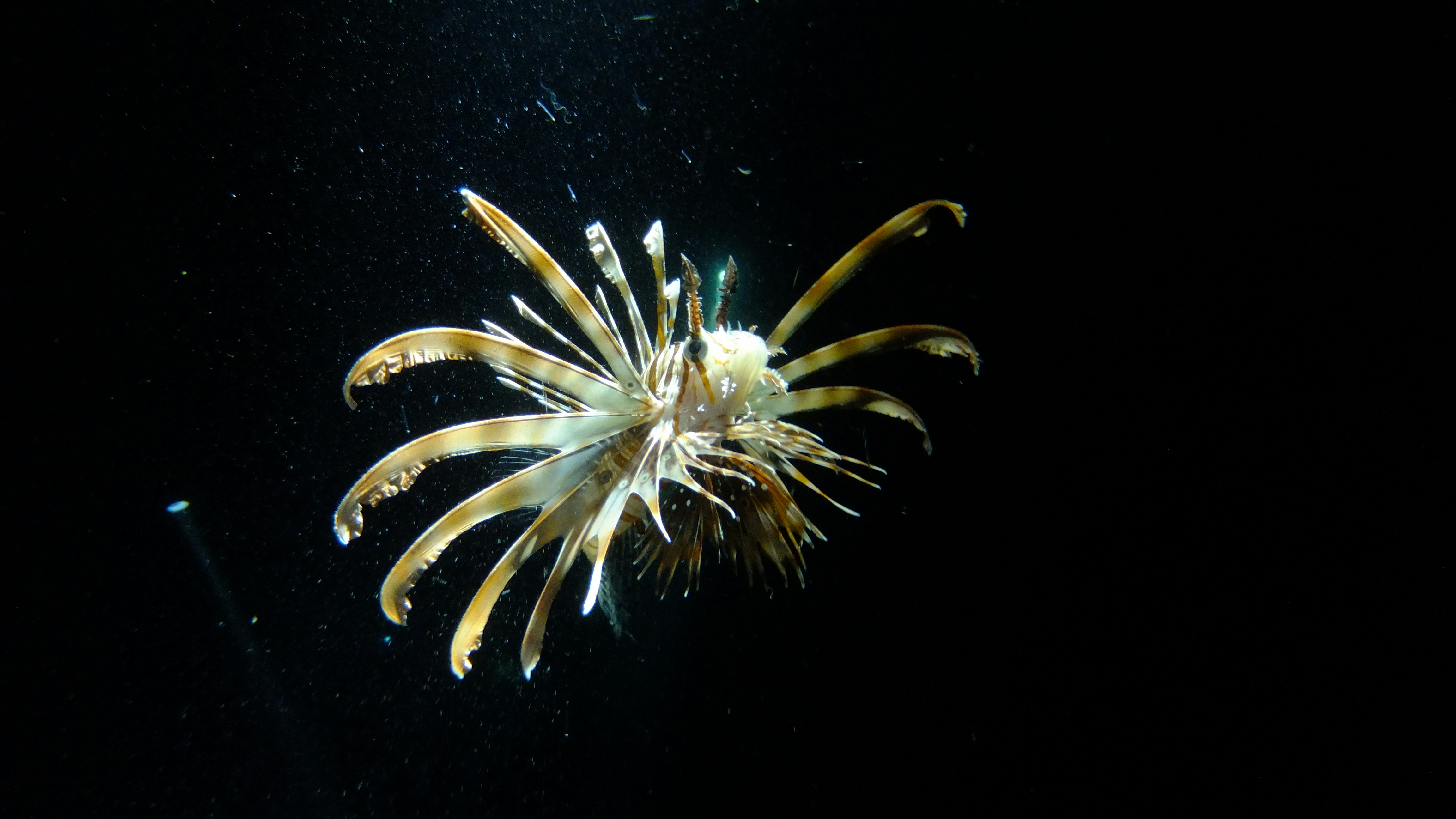 Photo by peterboshra80