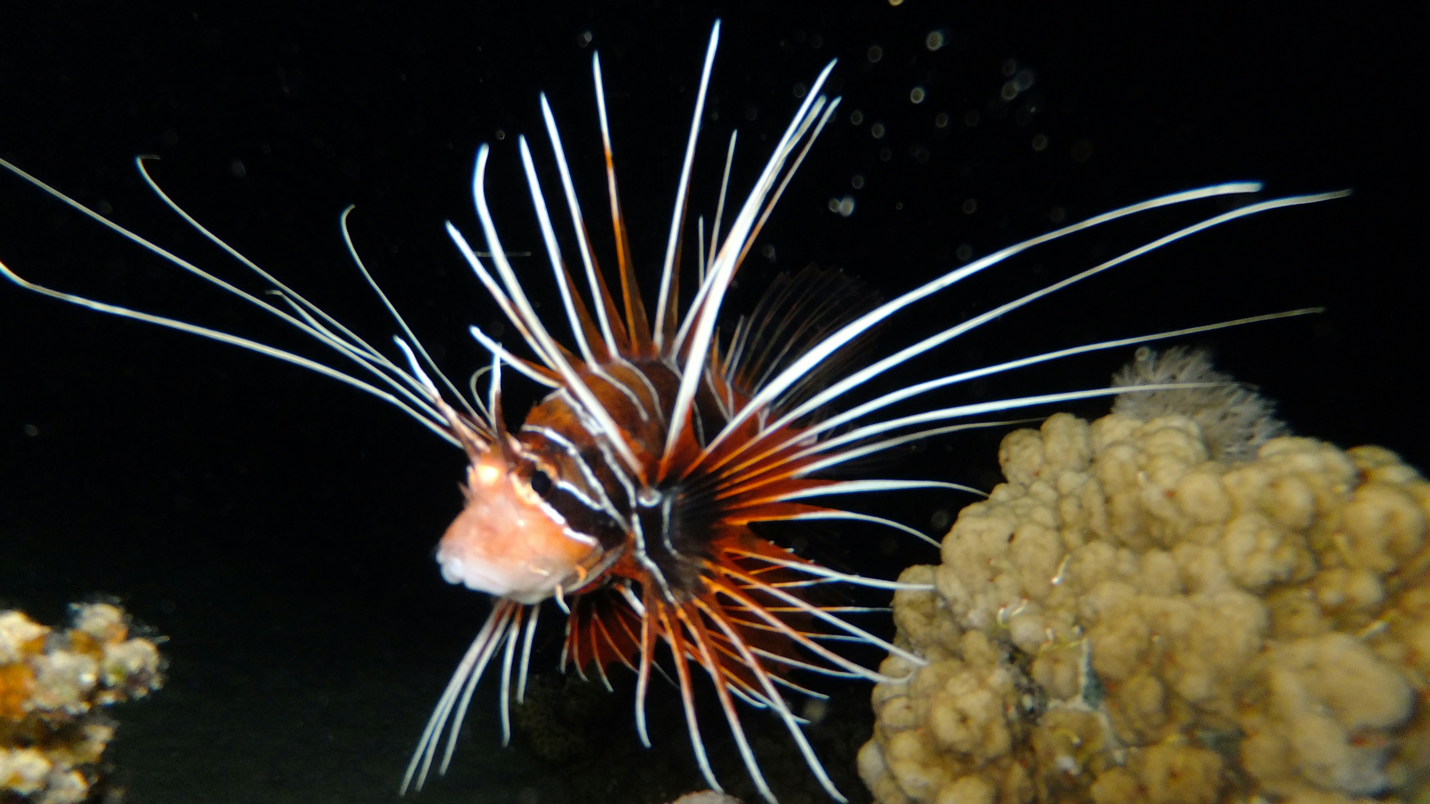Ikan bergaris hitam, merah, dan putih