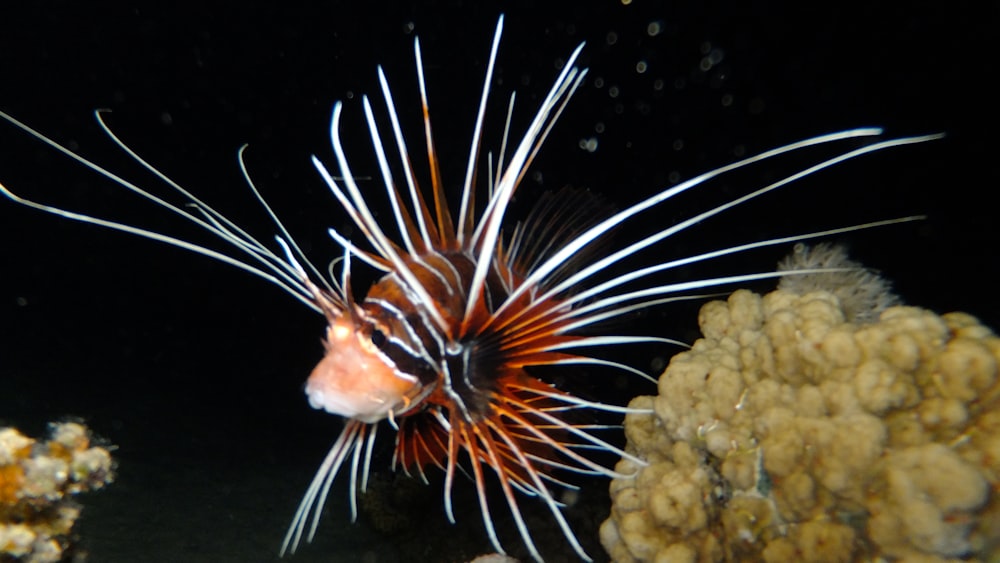 black, red, and white striped fish