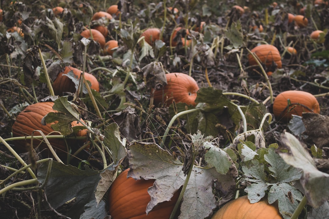 bunch of squash on ground