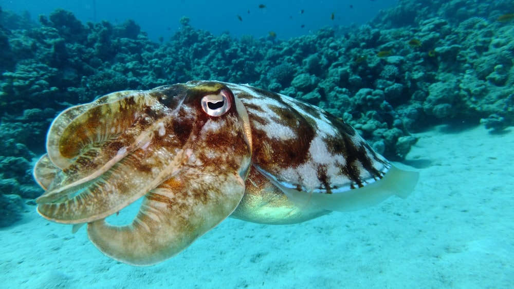 brown octopus swimming under the sea