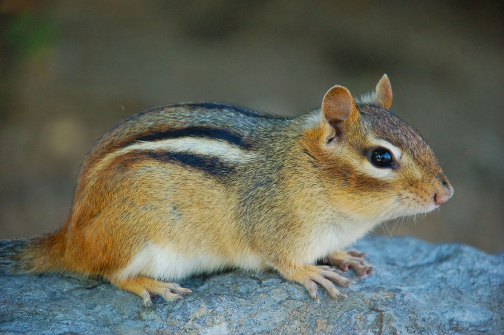 brown squirrel