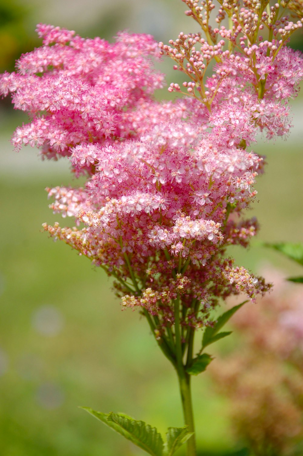 pink petaled flower