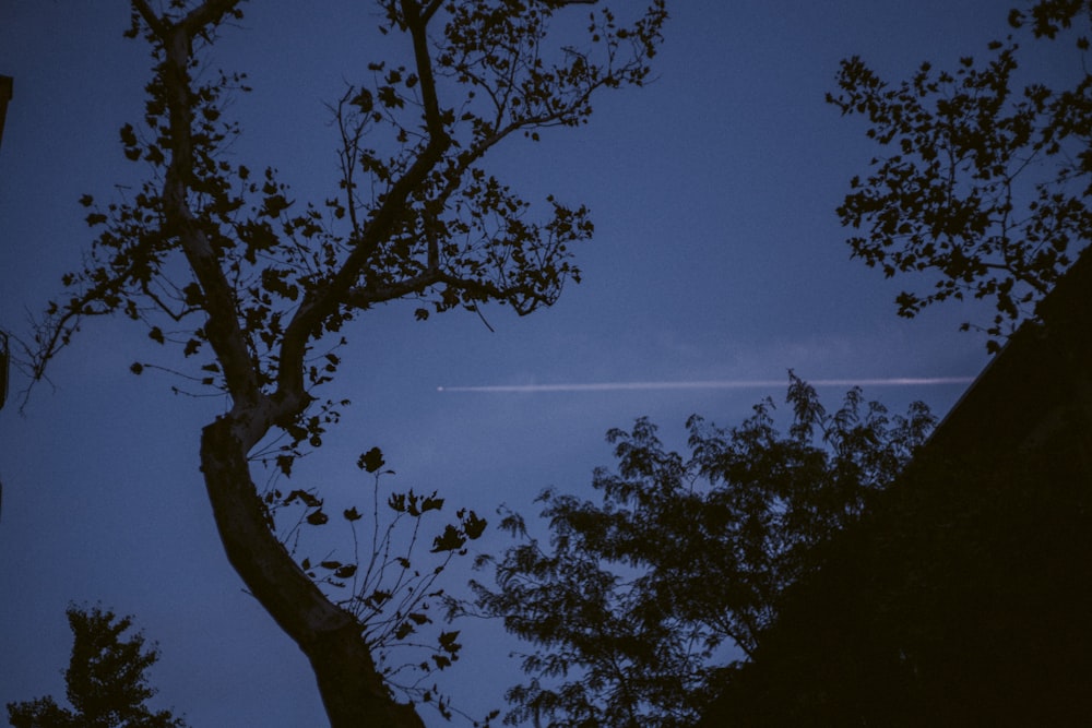 a plane is flying in the sky above a tree