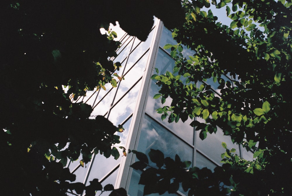 green trees near building during day