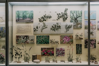 A display case contains various botanical specimens, including images and pressed plant samples. Photographs of lush green forests, close-ups of flowers, and detailed descriptions accompany the plant samples. The arrangement is organized and educational, showcasing a variety of plant species.