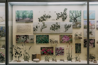 A display case contains various botanical specimens, including images and pressed plant samples. Photographs of lush green forests, close-ups of flowers, and detailed descriptions accompany the plant samples. The arrangement is organized and educational, showcasing a variety of plant species.