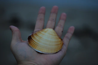 A friendly person holding a clam shell with a checkmark glowing softly, symbolizing trust and solutions.
