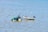 A green tractor is pulling a small boat through shallow water. The boat is on a trailer attached to the tractor. A man is sitting on the tractor as it moves through the water. Seagulls are scattered across the surface of the water, and the scene suggests a coastal area.