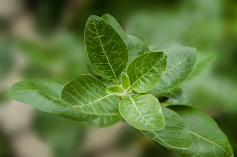 Ashwagandha root and powder