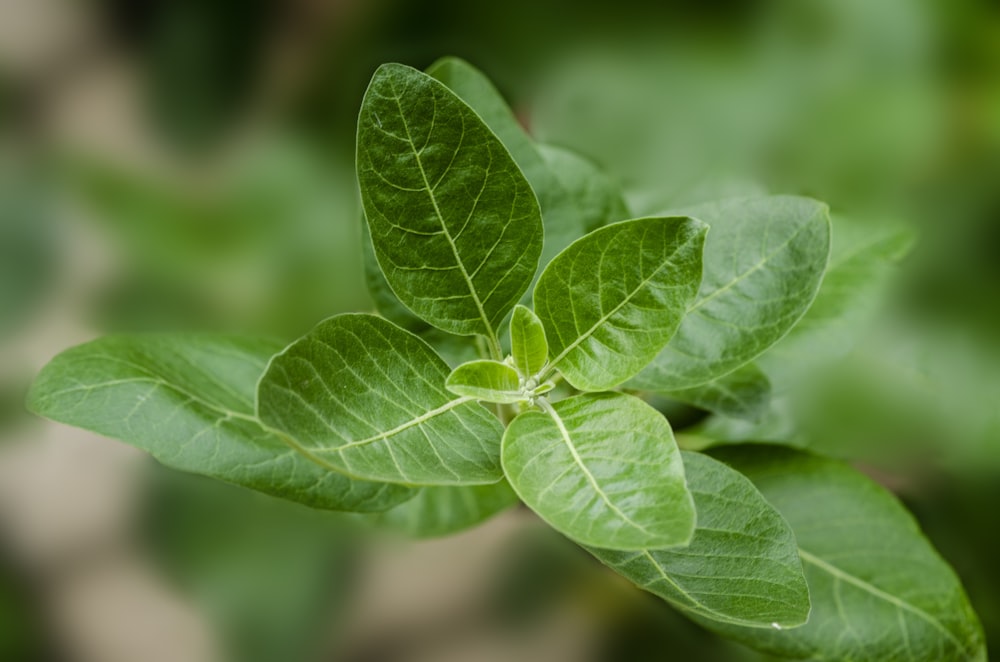 green leaf plant