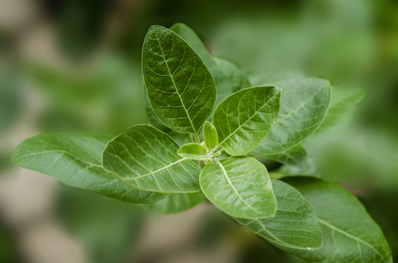 Fresh ayurvedic leaf and herbs