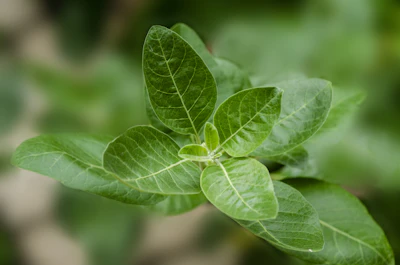 Ashwagandha Home Garden India Grow Stress Herb
