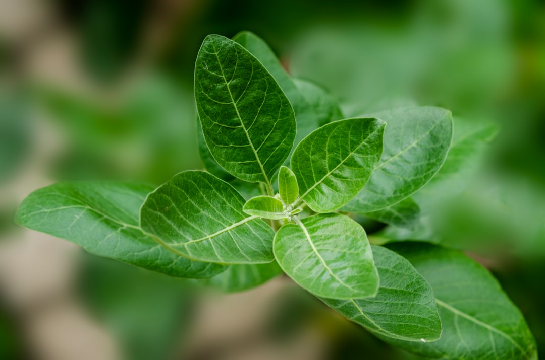 Everything you need to know about ashwagandha.