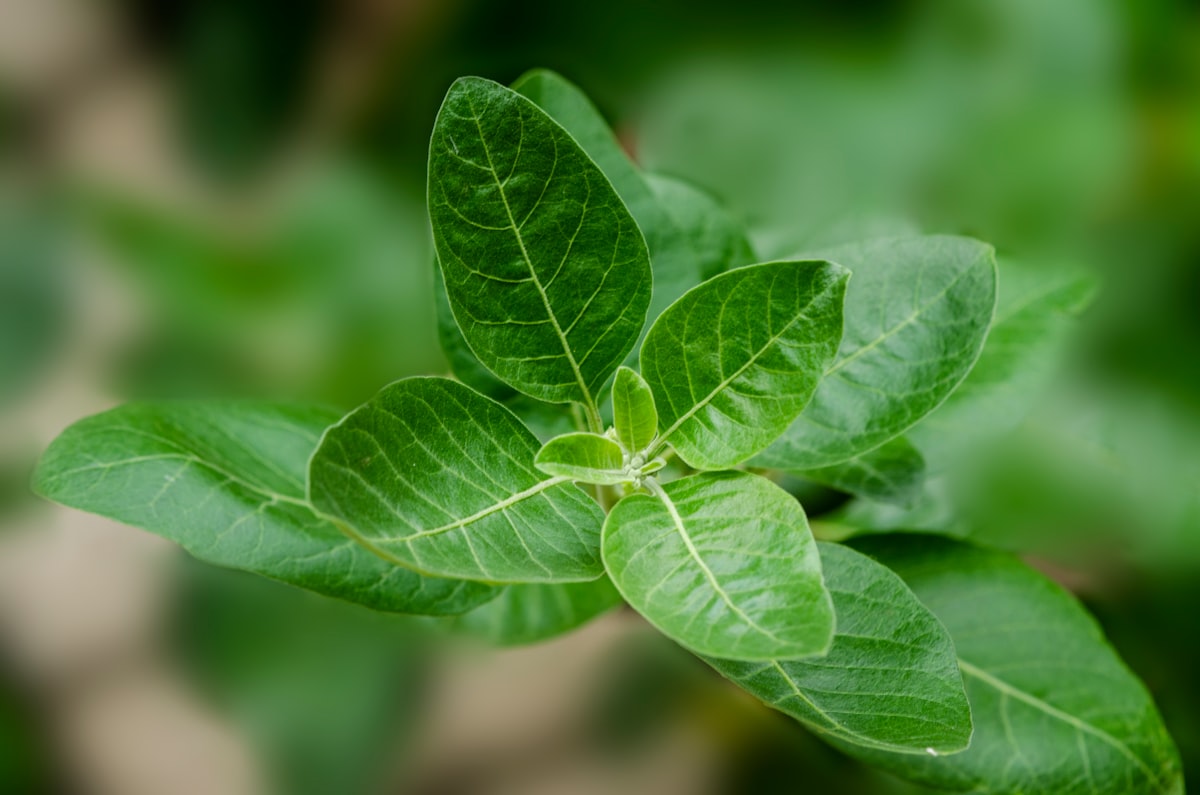 Ashwagandha 10 Health Benefits- Winter Cherry in English