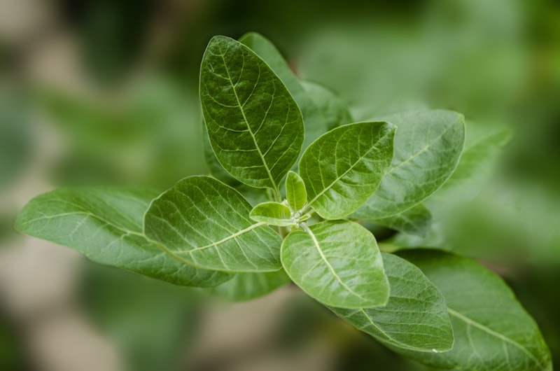 Adaptogenic Herbs