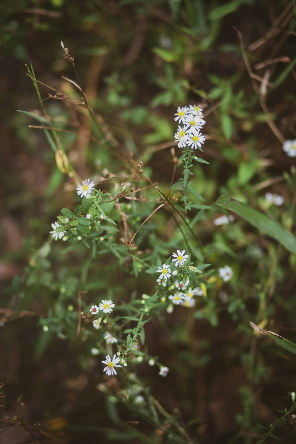 closeup photo of white petaled flowers