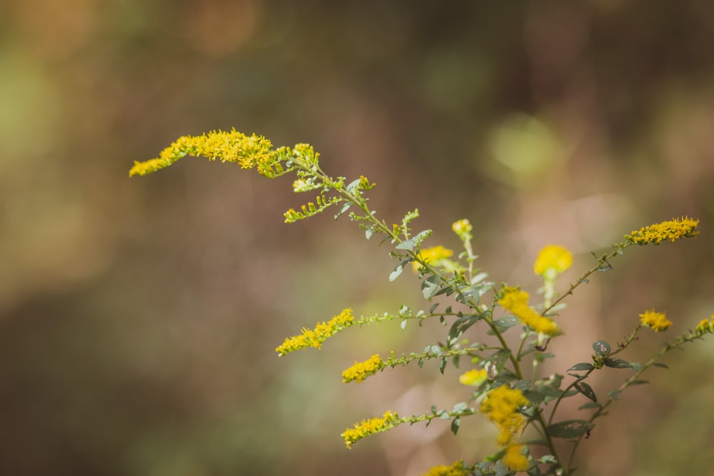 yellow-petaled flowers