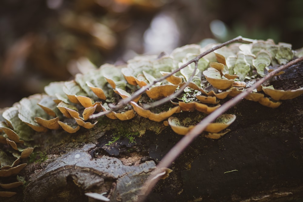 macro photography of brown twig