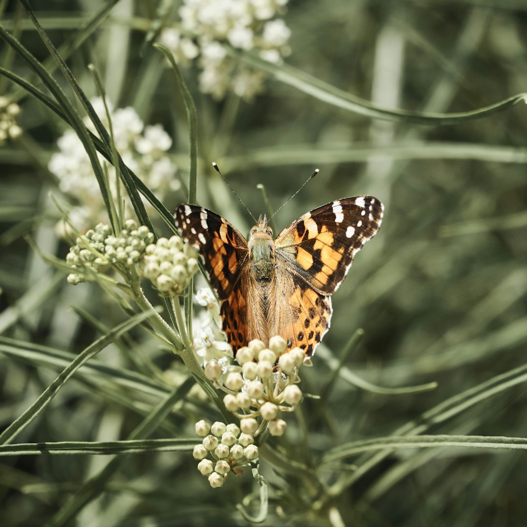 yellow moth