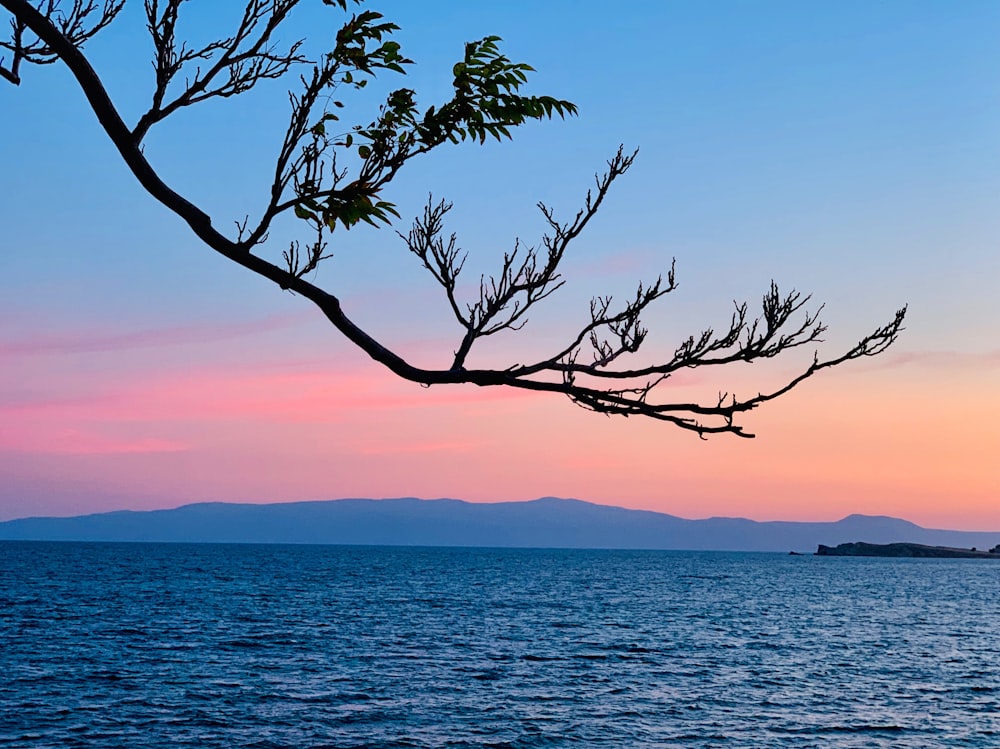 green leafed tree near body of water during golden hour