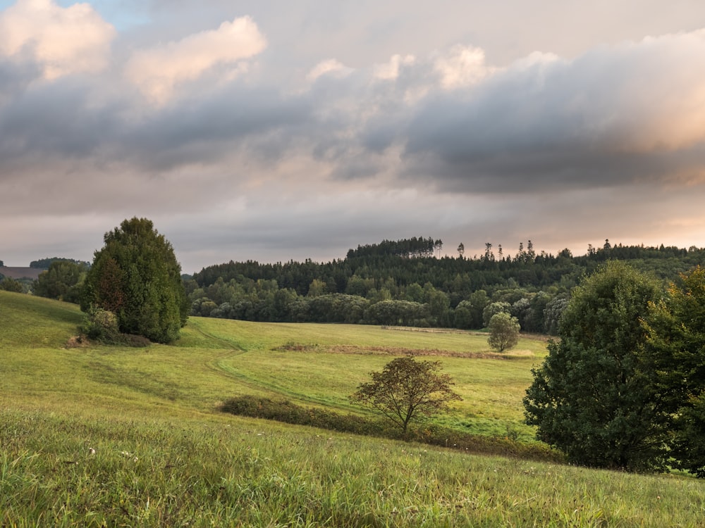 landscape photography of green grass field