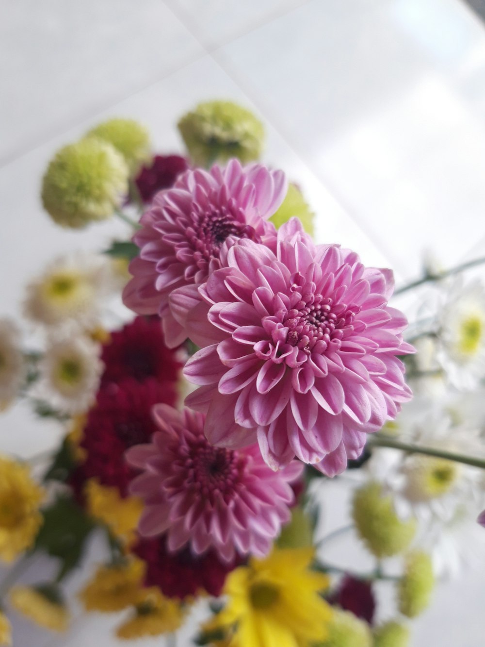 multicolored petaled flowers