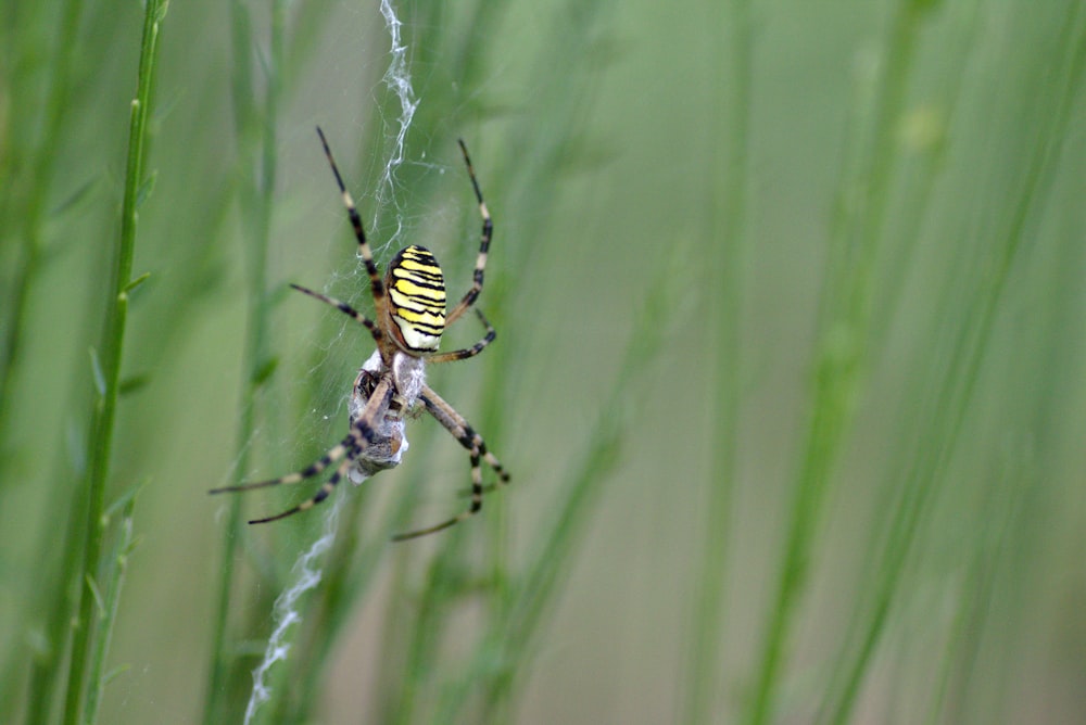 yellow and black spider