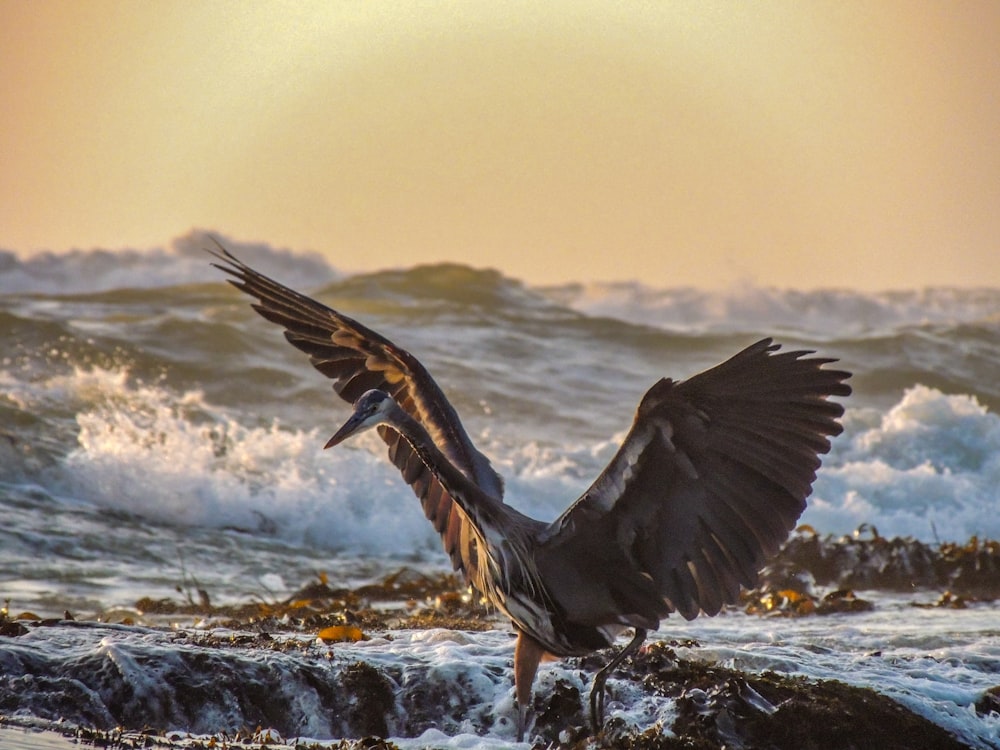 pájaro gris en la playa