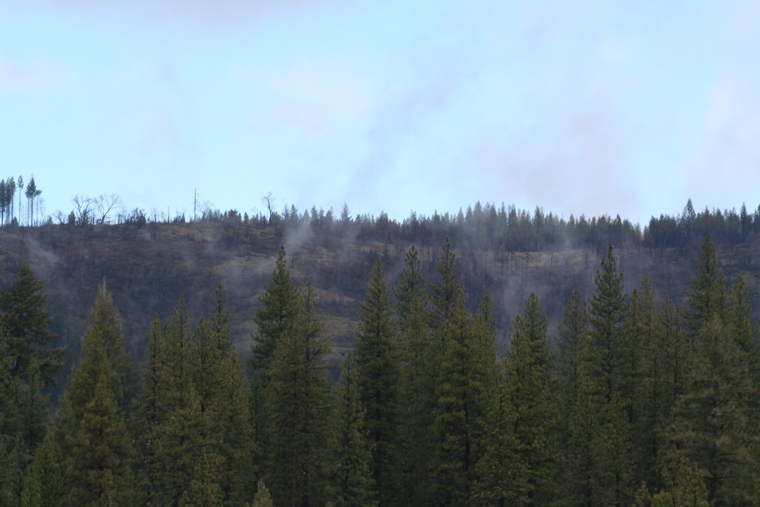 green forest trees