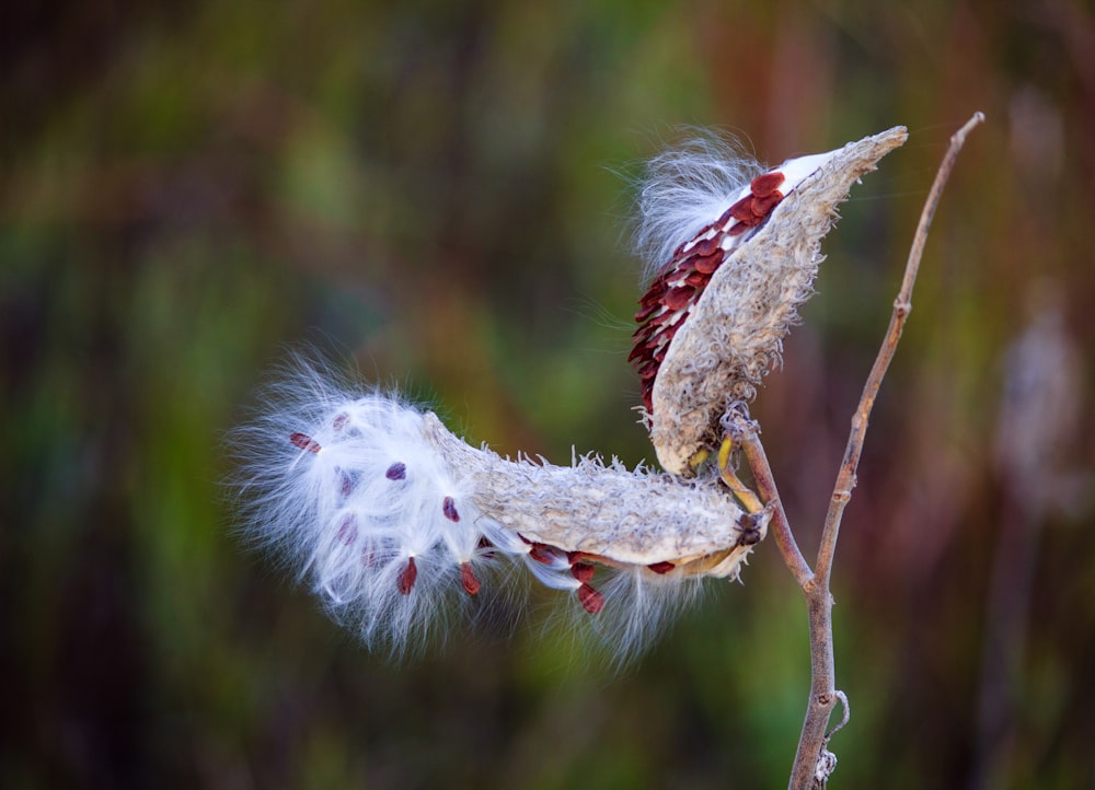 white and red plant