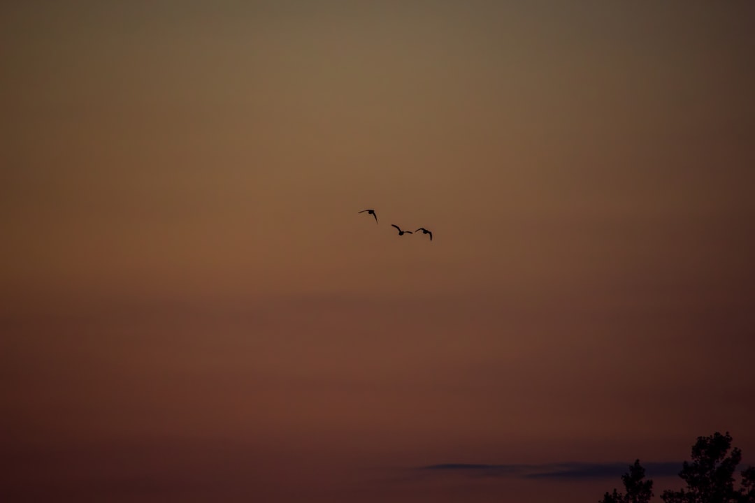 silhouette photography of three birds in flight during golden hour
