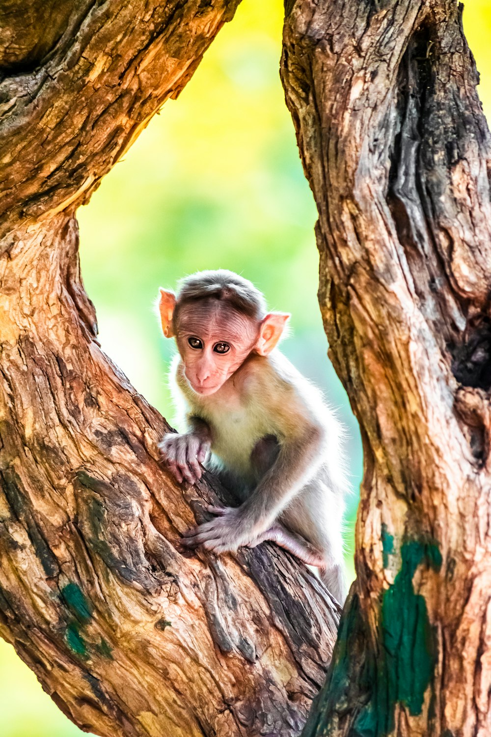 brown monkey on brown trunk