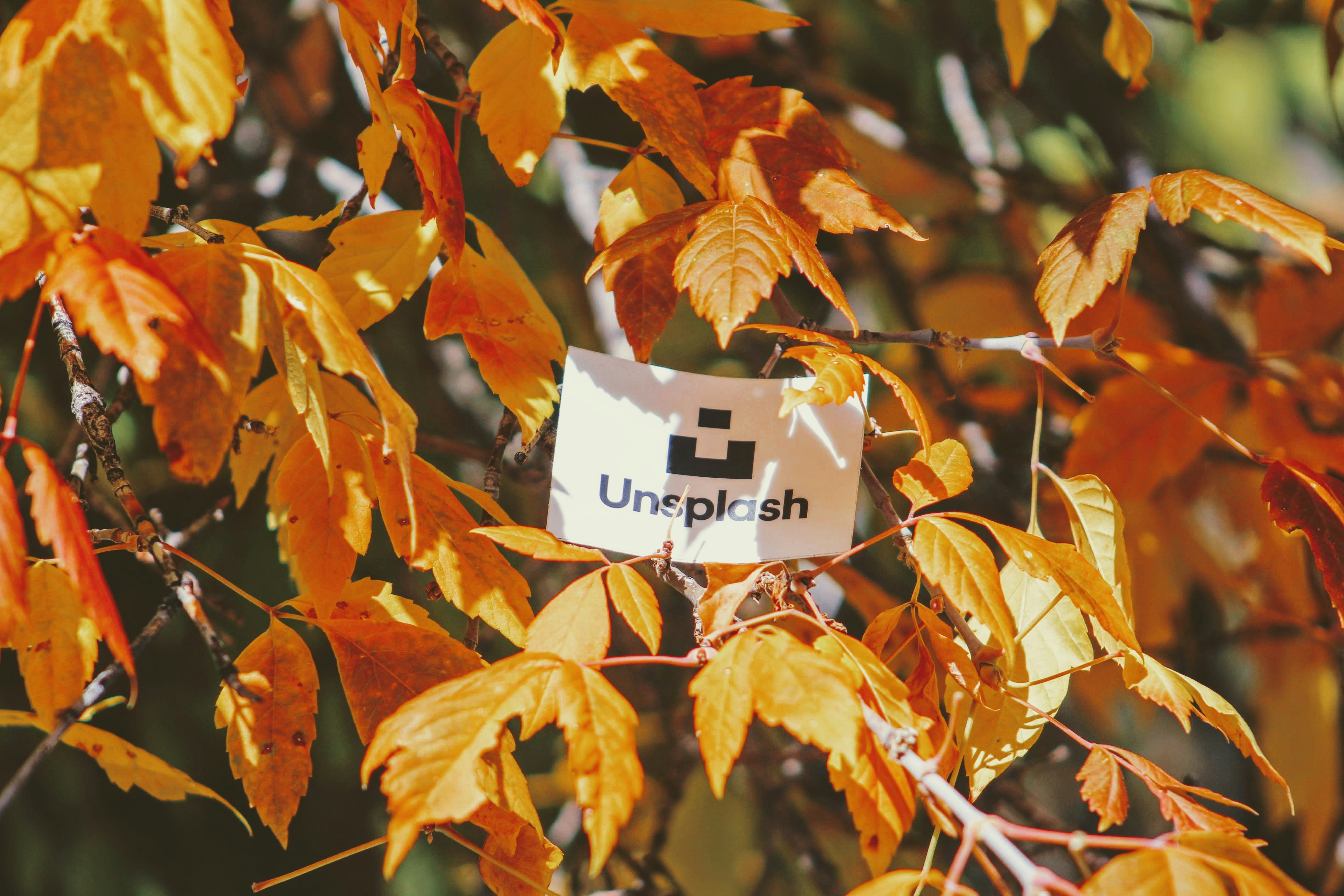 Rustikální dřevěná cedule s nápisem "Welcome Fall", obklopená dýněmi a podzimními listy.