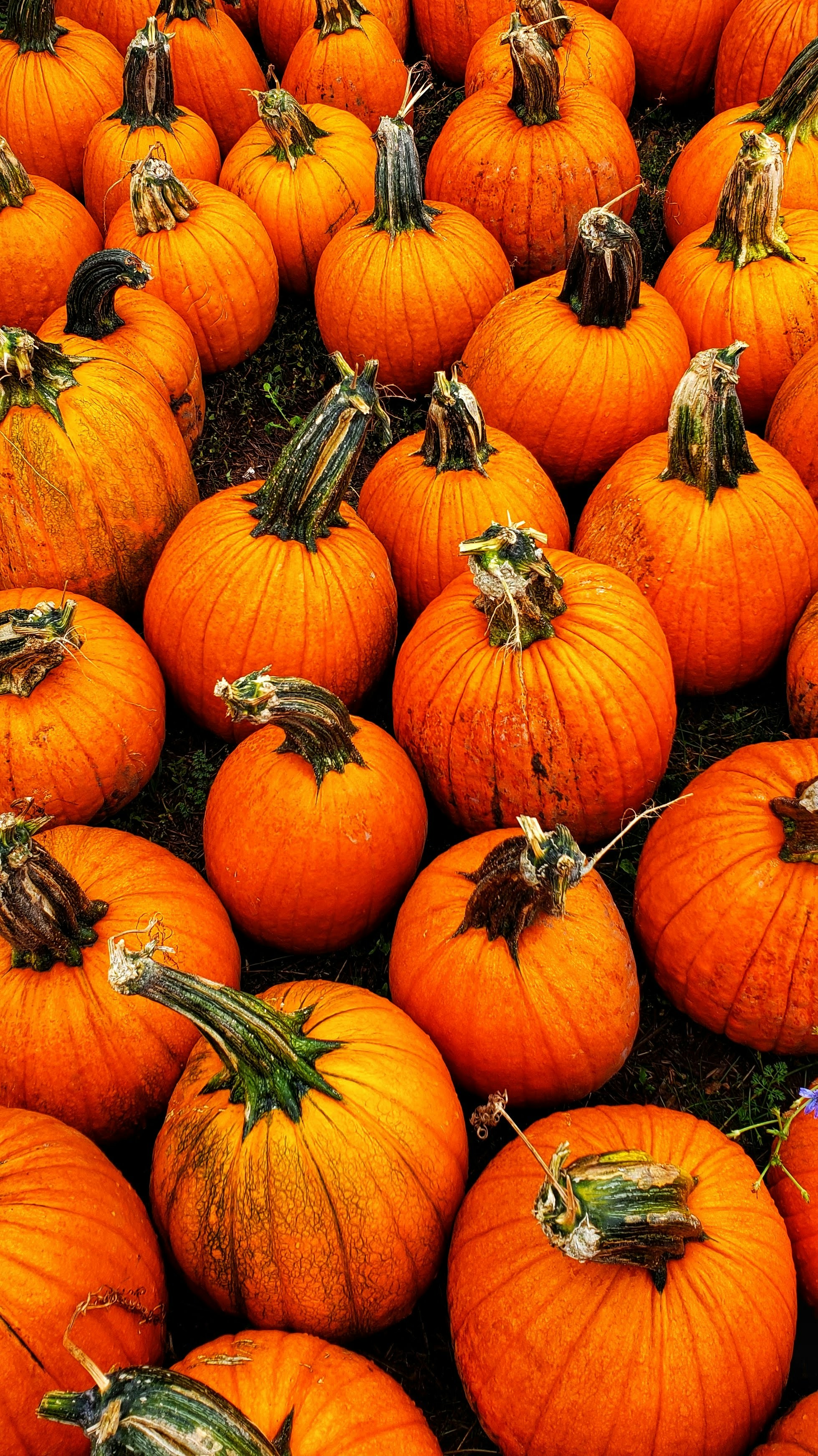 Photo by joshua_hoehne