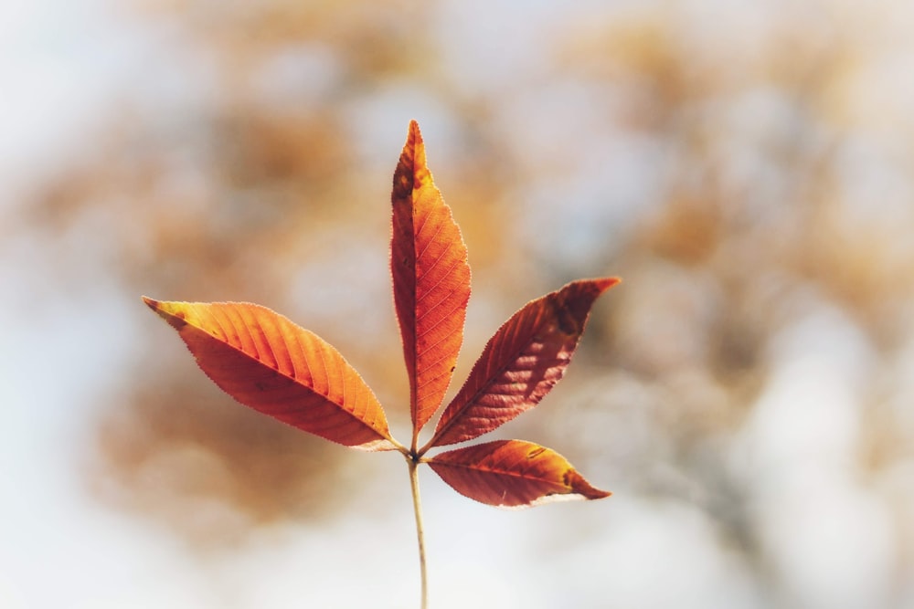 red-leafed plant