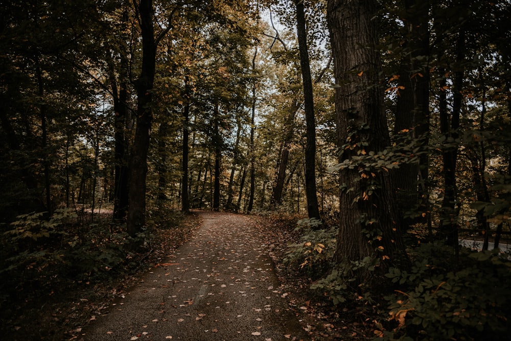 a path in the middle of a forest surrounded by trees