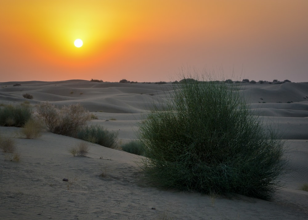 grass on grey sand