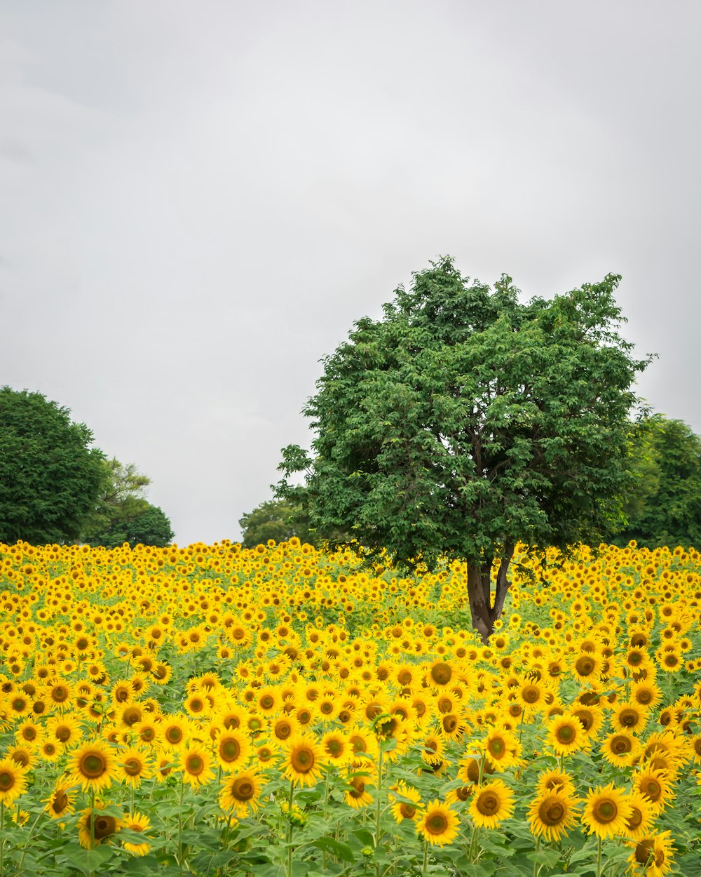 yellow-petaled flowers